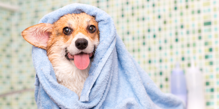 A complete guide to dog care: bathing, ear cleaning, and nail trimming