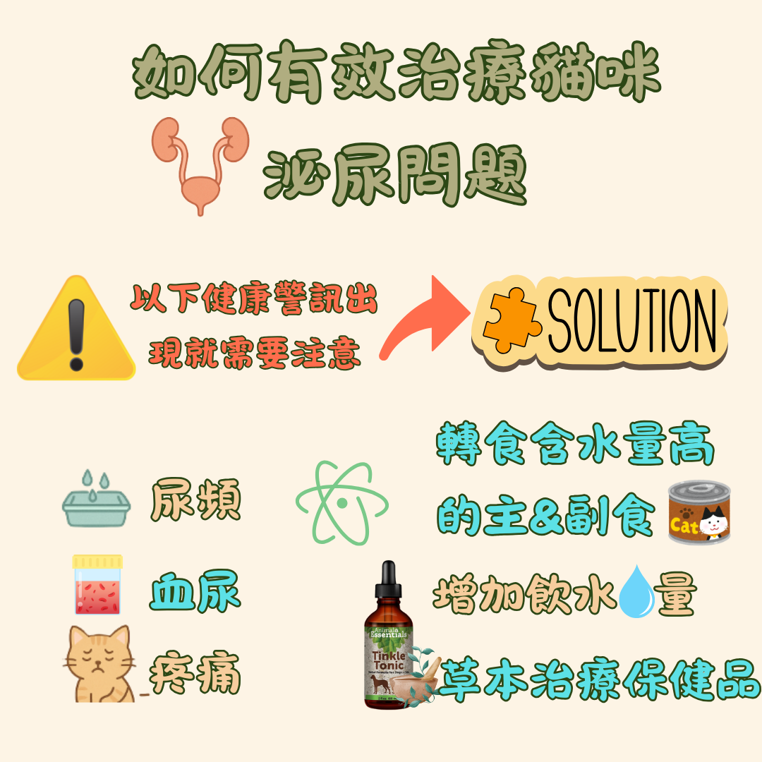 如何有效治療貓咪泌尿問題|膀胱炎與尿道結石的照護指南