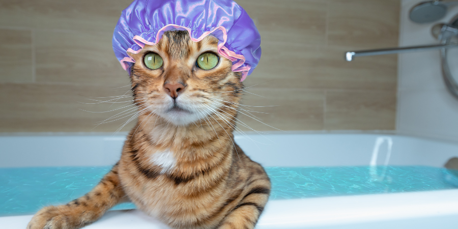 The most comprehensive guide to skin care for cats and dogs: daily care and tips for preventing skin diseases