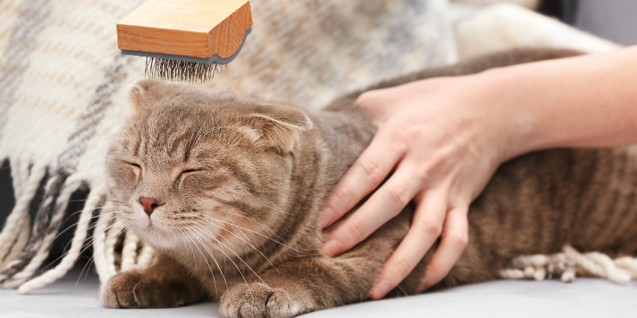 貓咪梳毛完整指南2025:專業護理技巧讓毛小孩健康亮麗 | ForeverPets.hk