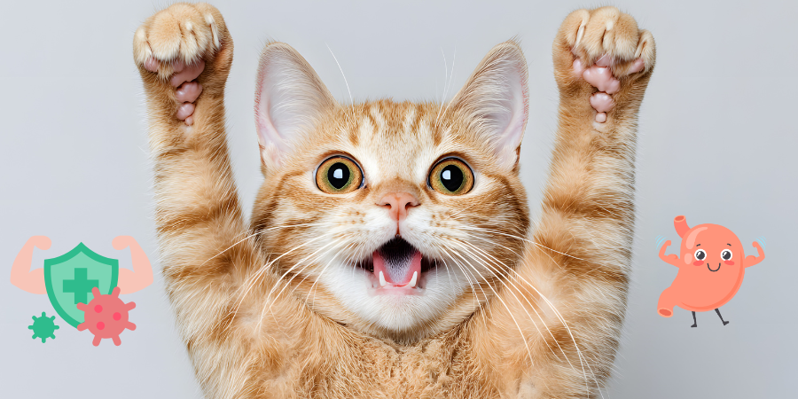 The most complete cat gastrointestinal health diet guide: probiotics, fiber and high digestibility formula analysis