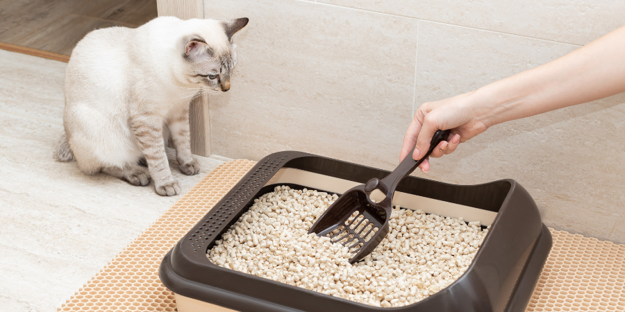 Ultimate Guide: How to Choose and Use the Best Tofu Cat Litter