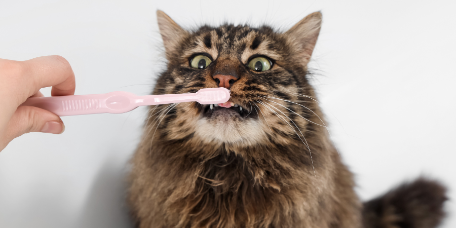 How to brush your cat's teeth correctly? A complete guide to professional steps