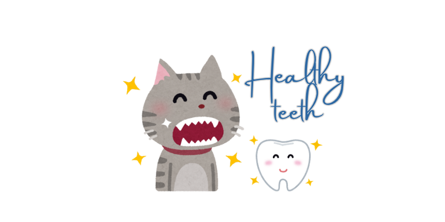 A Complete Guide to Cat Oral Care | 10 Tips for Whitening and Healthy Teeth