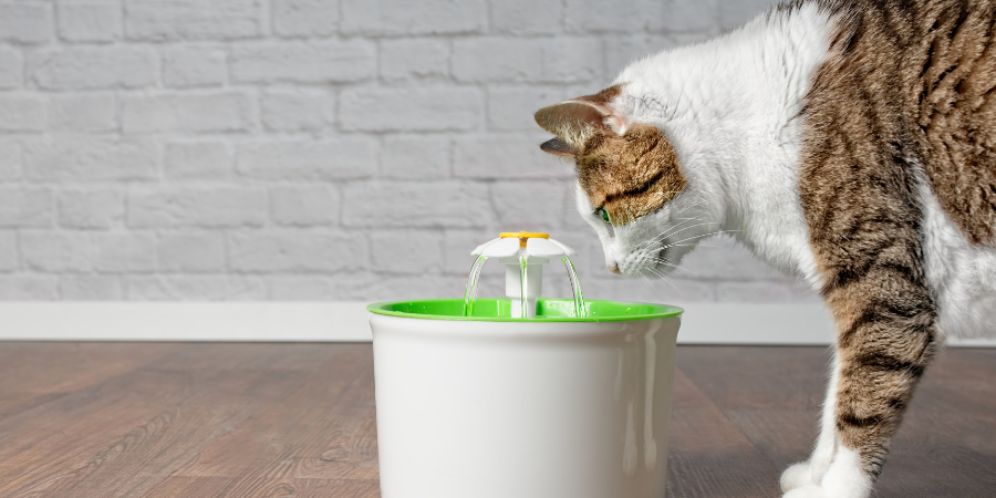 How to make cats love drinking water: 5 tips to increase the animal's water drinking rate