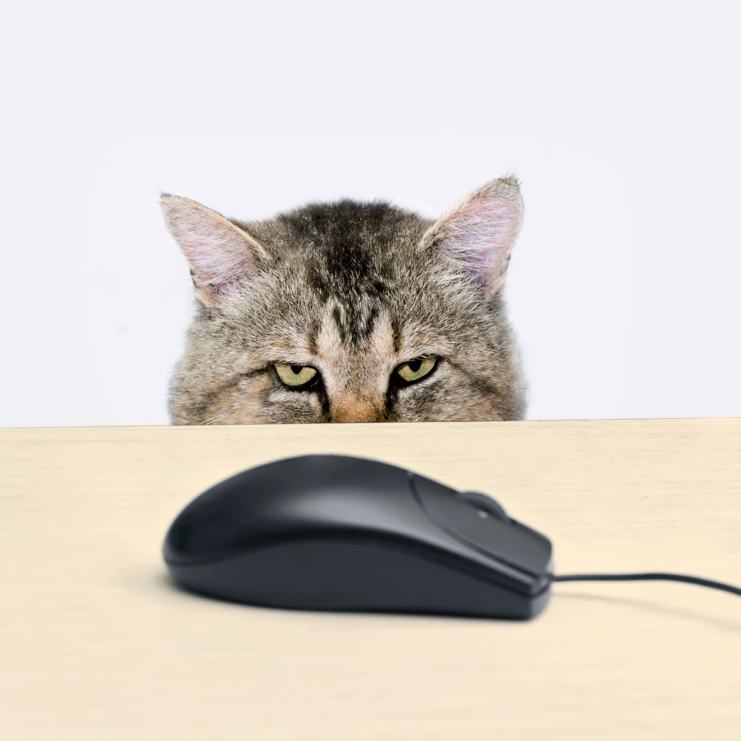 A Complete Guide to Cat Eye Care | First Aid for Conjunctivitis, Corneal Ulcers, and Discharge Cleaning