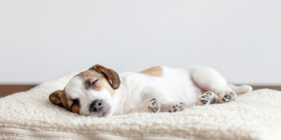How to choose the best dog bed