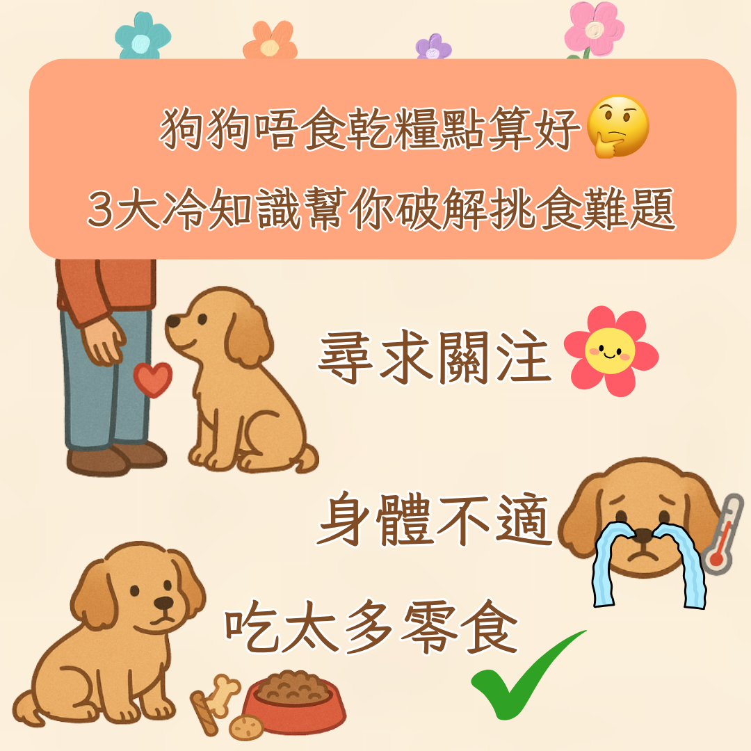 狗狗不吃乾糧怎麼辦?3大冷知識幫你破解挑食難題|ForeverPets寵物健康指南