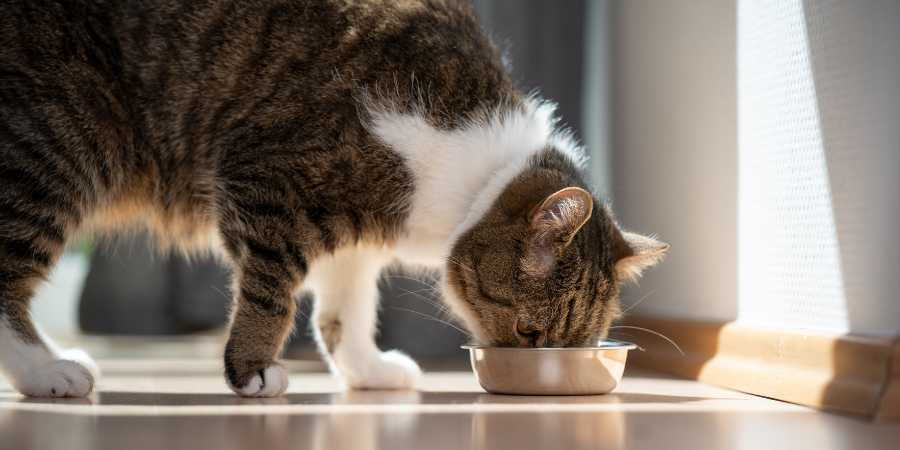 How to choose high-protein, low-carb dry food for cats? Expert nutrition guide