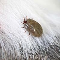Tick fever
