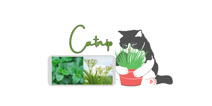 貓薄荷、貓草