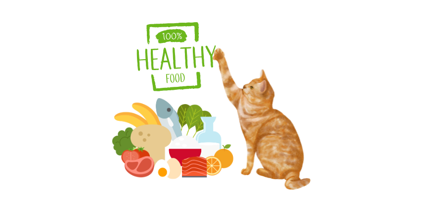 Cat Fresh Food