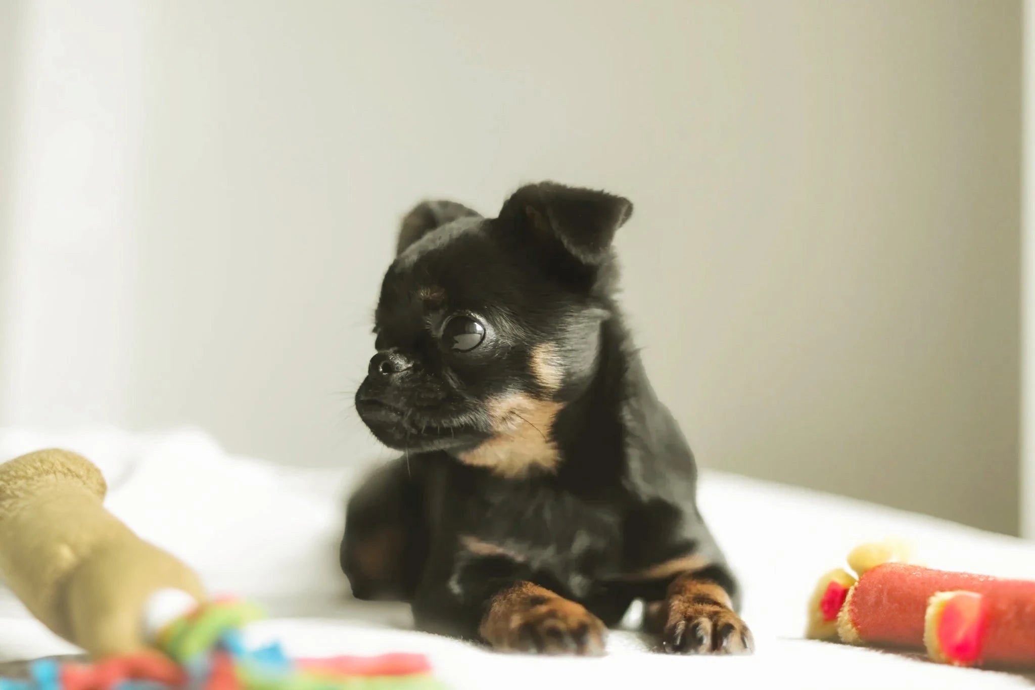Pet diapers