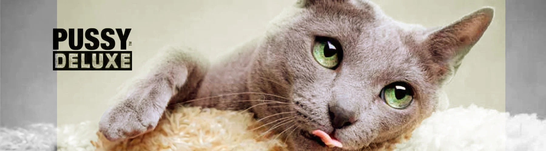 Fresh cat food and frozen food