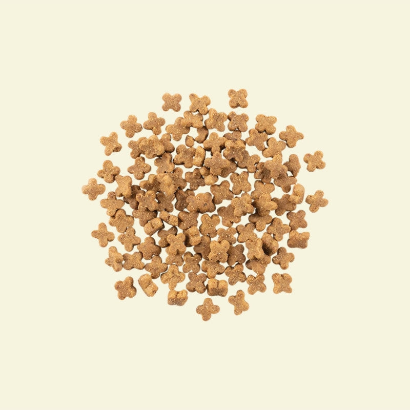 Now! Grain Free Fish Dog Food - Small Breed Adult Formula