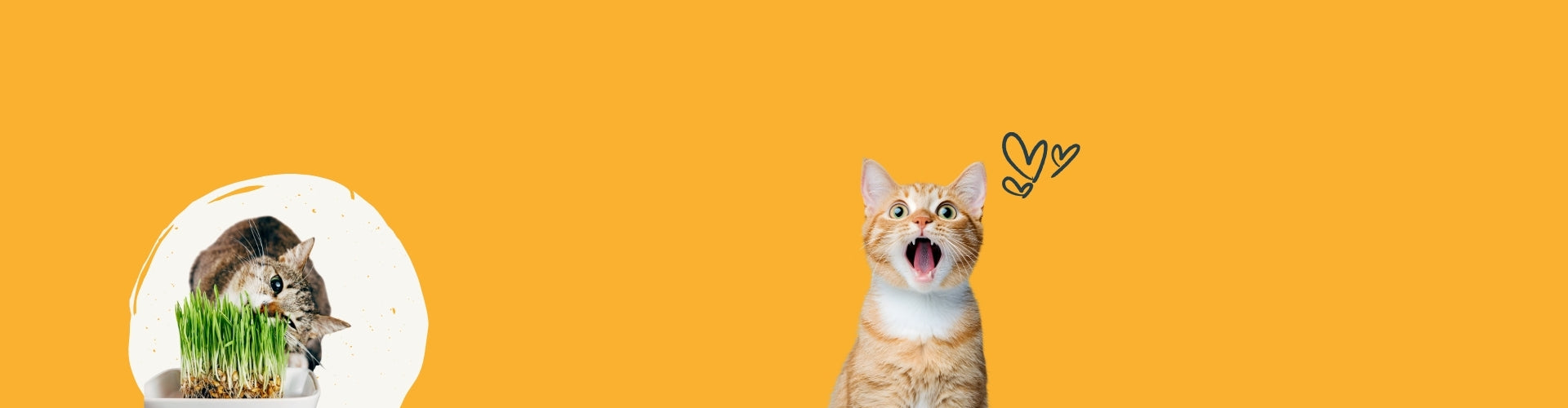 Cat_page_19201.jpg