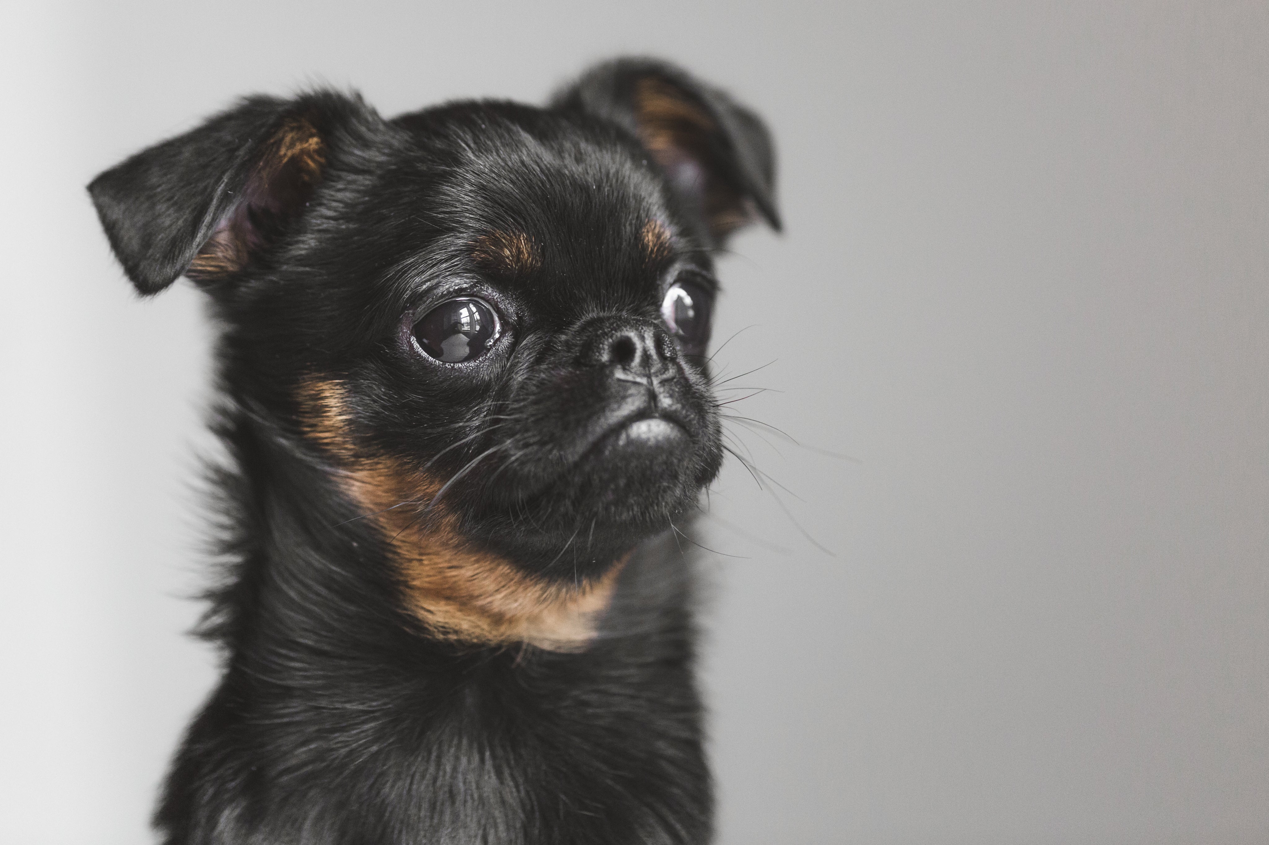 brussels-griffon-puppy-pondering-existence.jpg