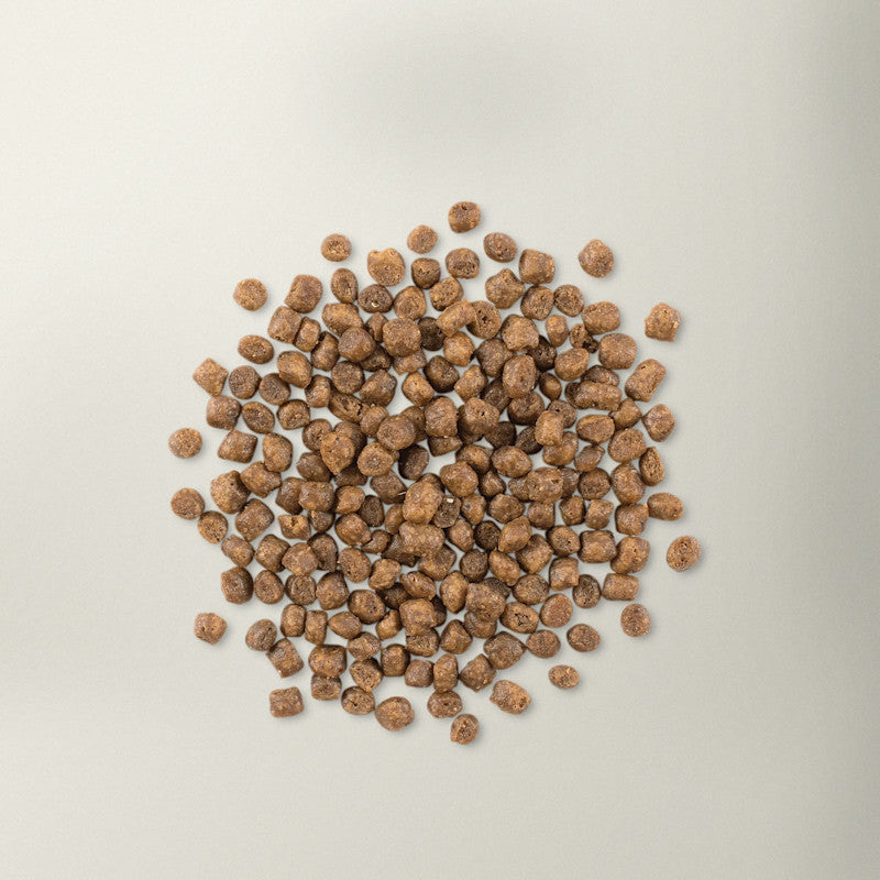 Now! Grain Free Turkey, Salmon, Duck Cat Food - Kitten