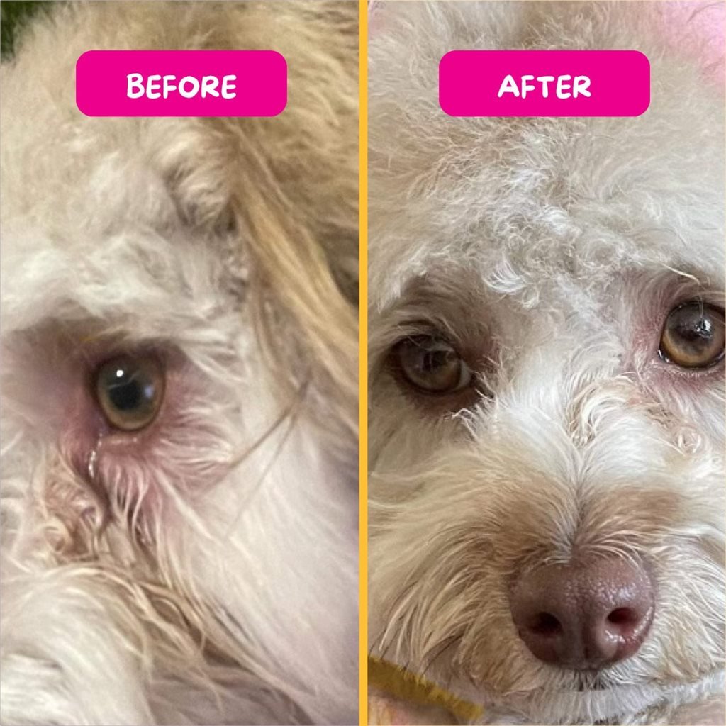 PetEyez - Eye and Ear Tear Stain Remover (For Cats and Dogs) 150ml (Includes 60 Cotton Pads)