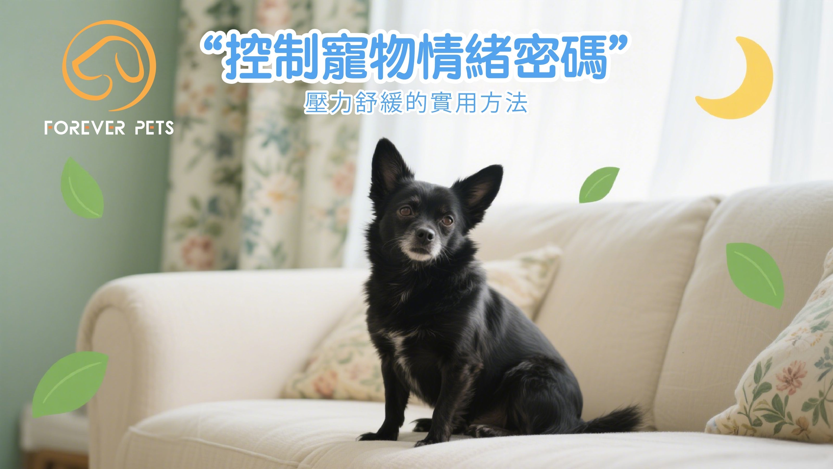 寵物情緒管理全攻略：天然舒緩劑與行為矯正的科學秘訣
