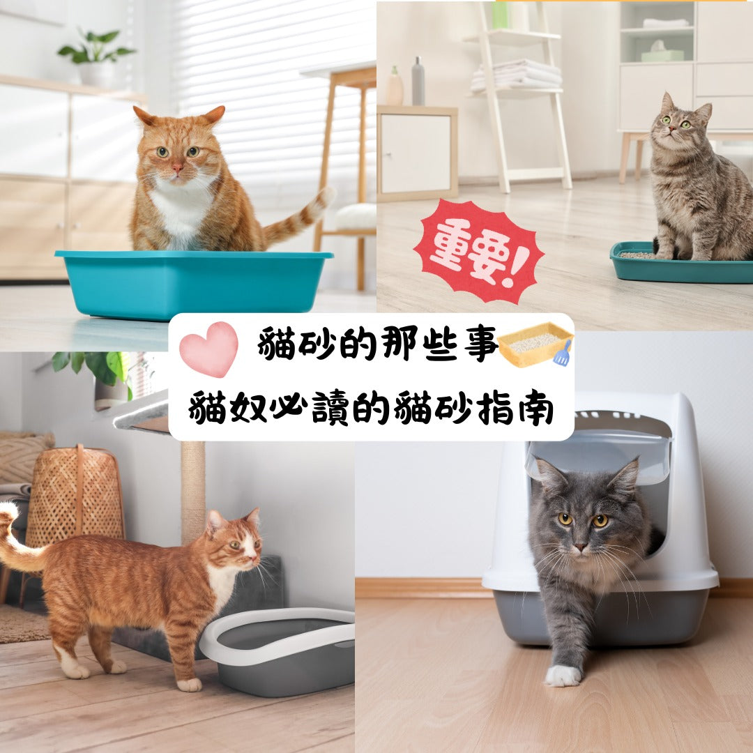 豆腐貓砂使用多久需要更換一次？掌握換貓砂的最佳時機