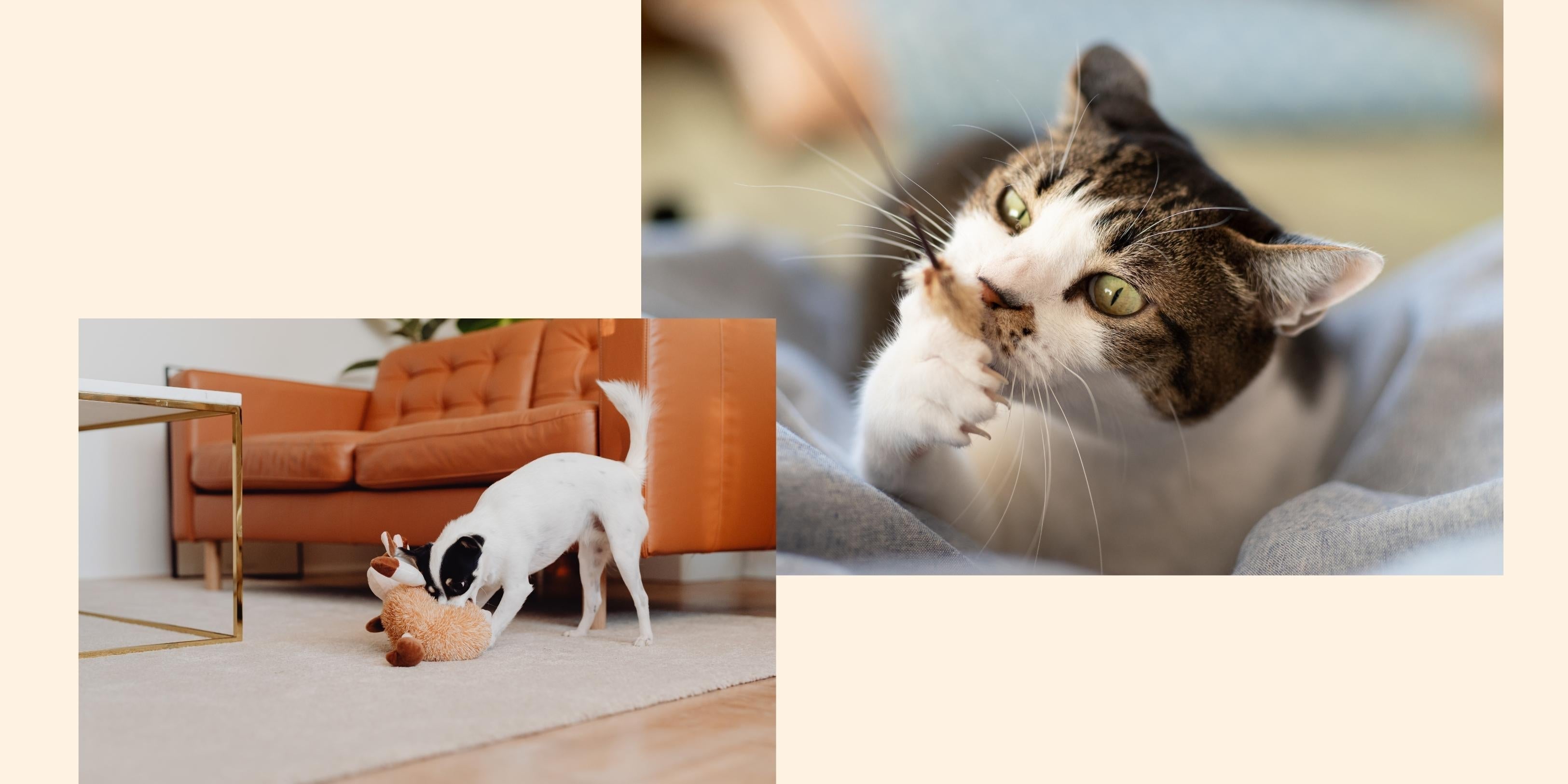 香港公寓養寵物：小空間玩具選擇與在家放電遊戲大全