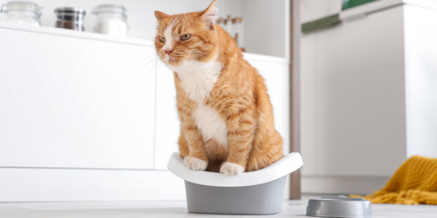 貓砂盆大小怎麼挑？３大原則打造舒適貓廁｜ForeverPets