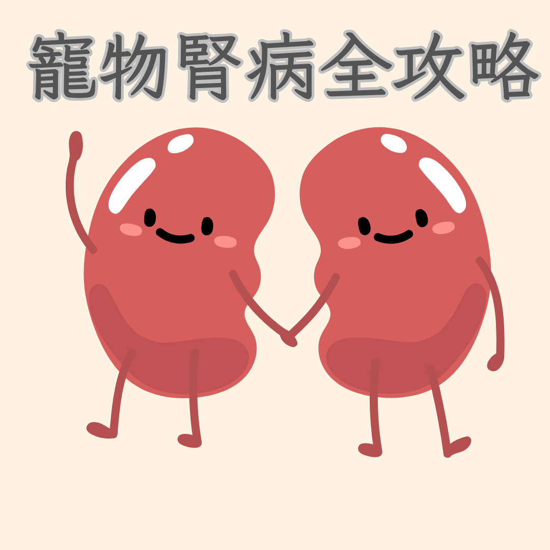 寵物腎病全攻略｜腎衰竭症狀、食療與日常照顧建議