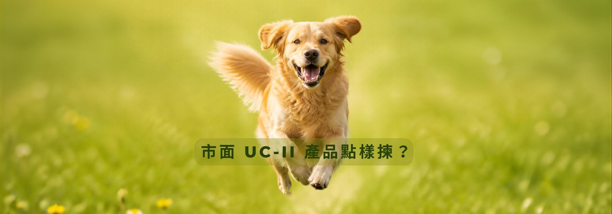 【2026 寵物關節全攻略】市面 UC-II 產品點樣揀？小心「有添加但劑量不足」陷阱！每日 40mg 臨床黃金標準深度解析