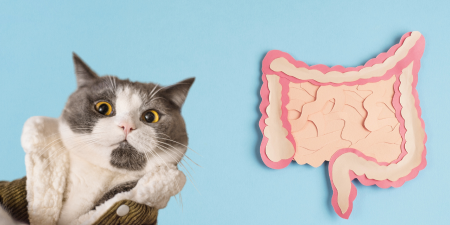 Essential Secrets for Cat Digestive Health 