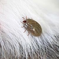 Tick fever(牛蜱熱)