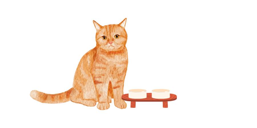 Cat Bowls & Feeders