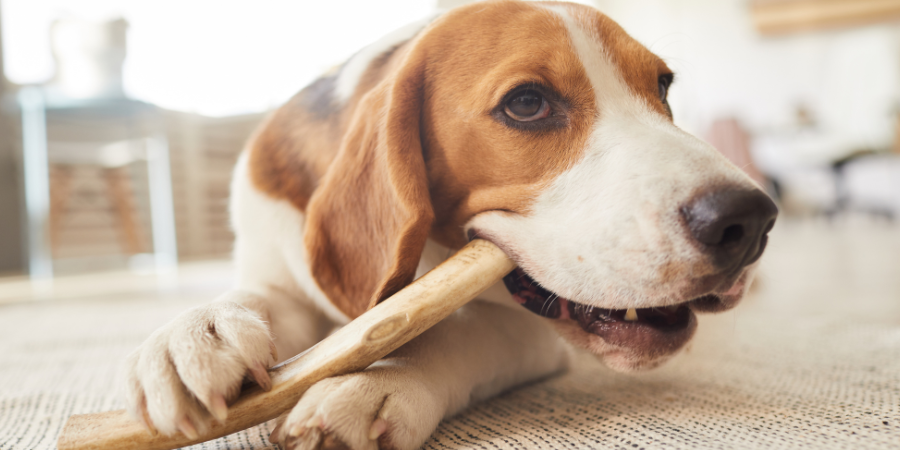 Allergy Friendly Dog Treats