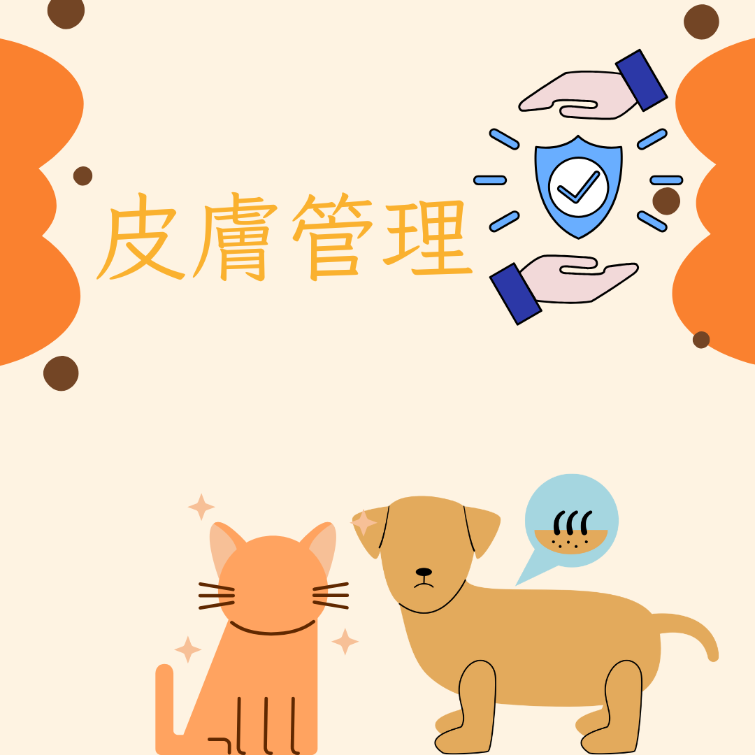 皮膚管理