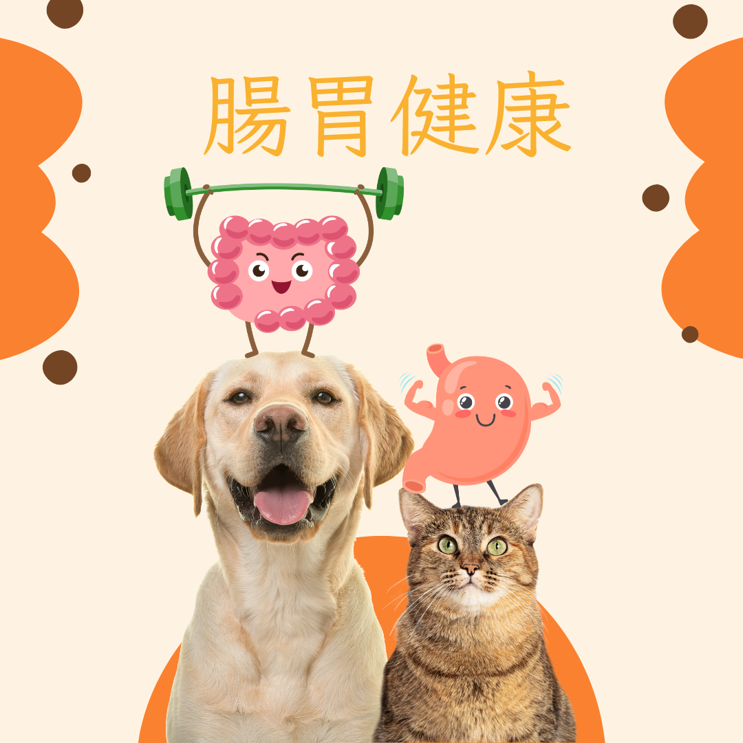 促進貓狗腸胃健康的天然補充品