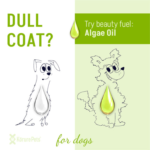 Kōrure Pets - 狗用新西蘭海藻油(Algae Oil) 50ml