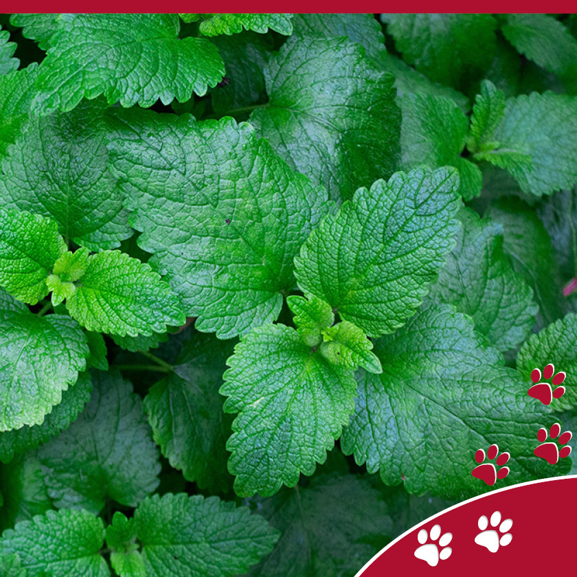 4cats - Cuddly Cushion Catnip (貓薄荷+木天蓼 小枕頭)