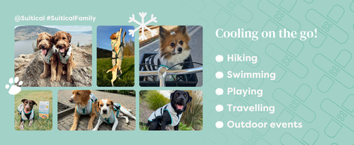 Suitical Dry Cooling Vest (降溫涼感背心)