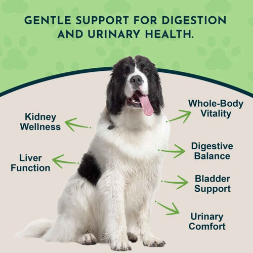 Animal Essentials Dandelion Herbal Tonic