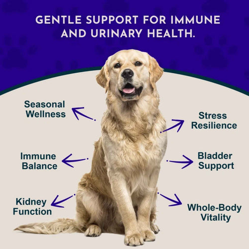 Animal Essentials Astragalus Single Herbal Tonic