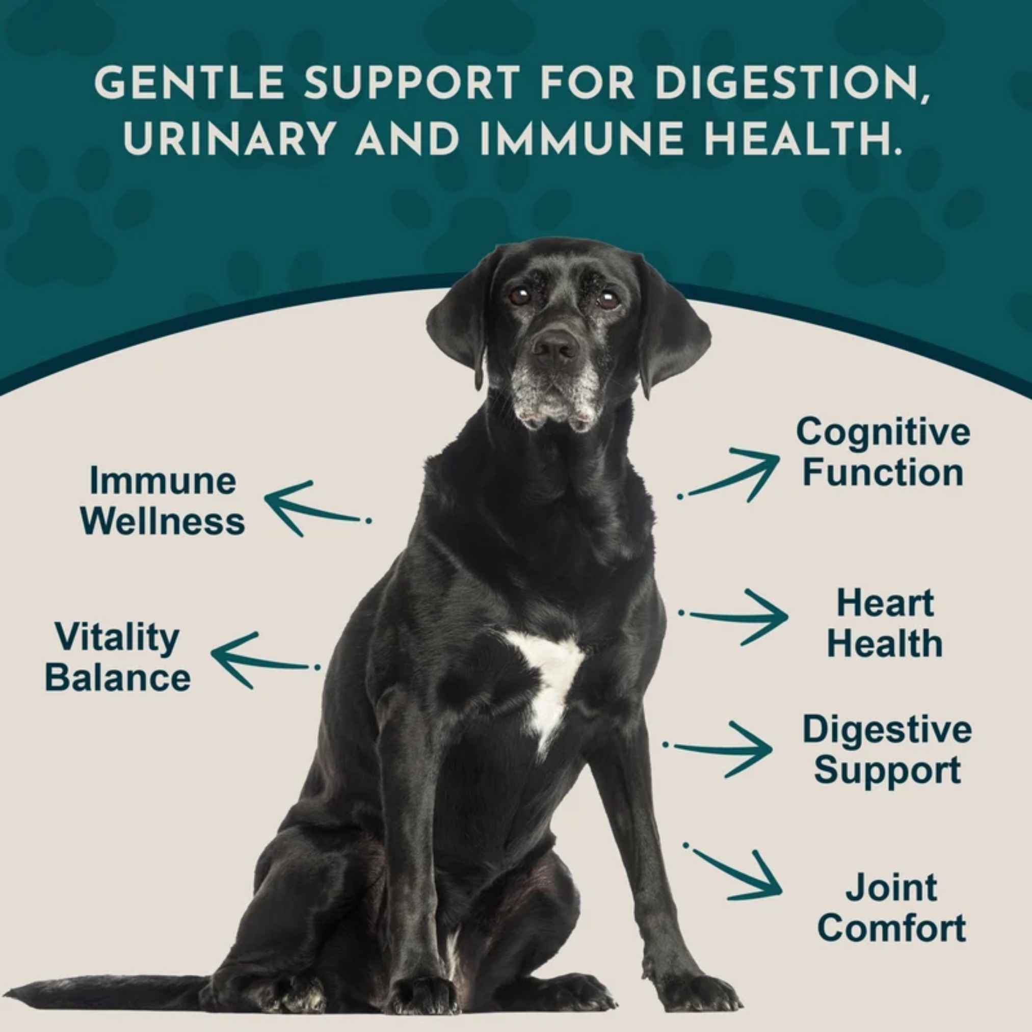 Animal Essentials Senior Support Herbal Tonic Blend 2oz