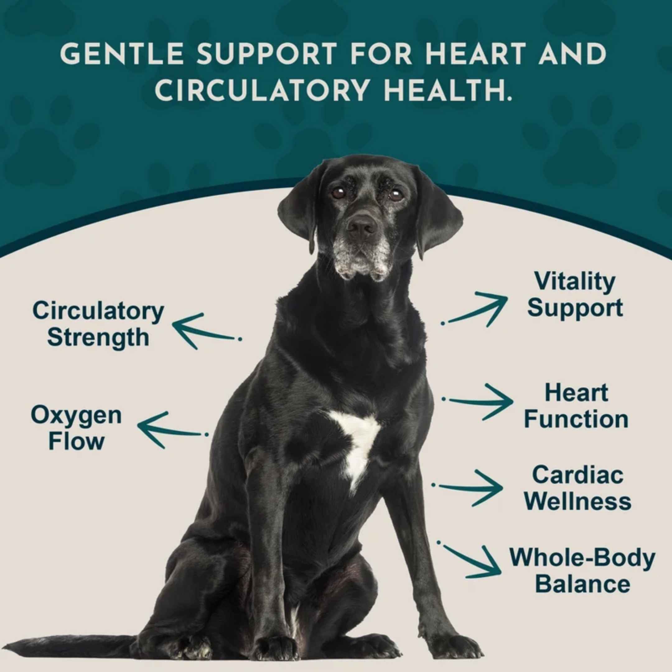 Animal Essentials™ Heart Health 強化心臟抗氧化草本配方