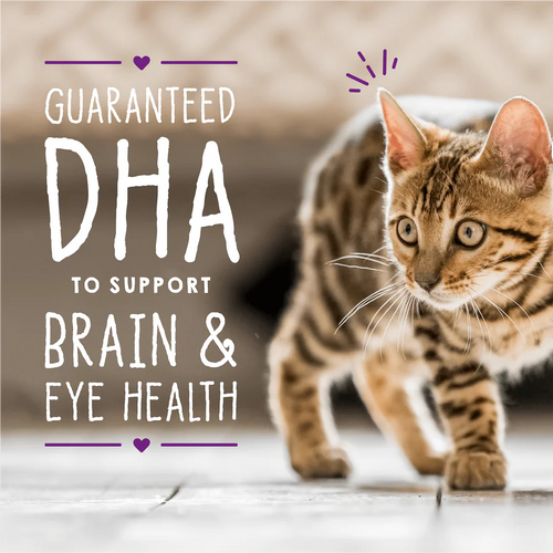 Stella &amp; Chewy's Grain-Free Kitten Chicken &amp; Salmon Bone Broth &amp; Meat Pâté (24 Cans)