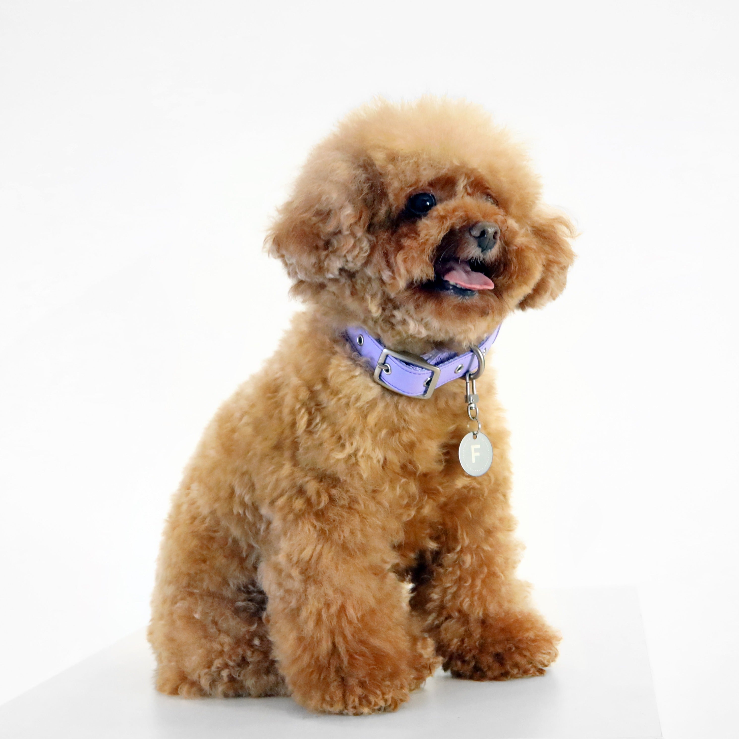 florence by mills Dog Appleskin Collar with Letter Tag 蘋果皮革狗狗頸帶