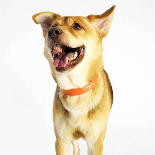 florence by mills Dog Appleskin Collar with Letter Tag 蘋果皮革狗狗頸帶