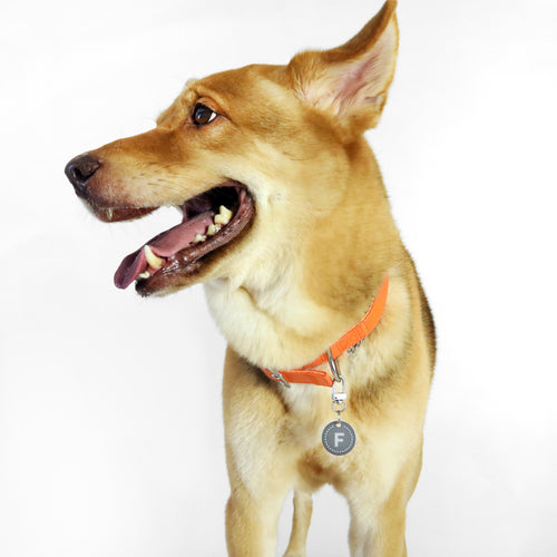 florence by mills Dog Appleskin Collar with Letter Tag 蘋果皮革狗狗頸帶