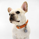 florence by mills Dog Appleskin Collar with Letter Tag 蘋果皮革狗狗頸帶