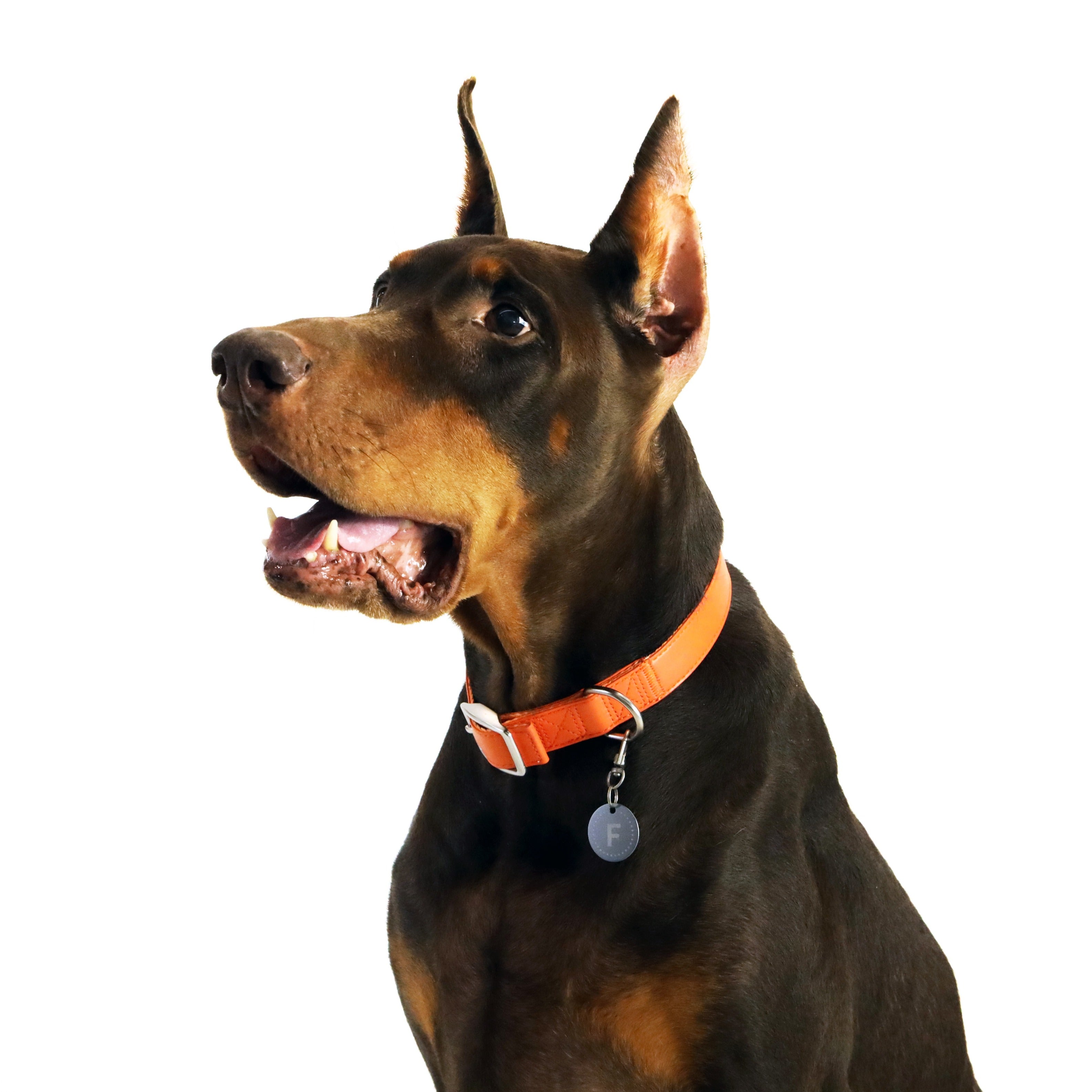 florence by mills Dog Appleskin Collar with Letter Tag 蘋果皮革狗狗頸帶