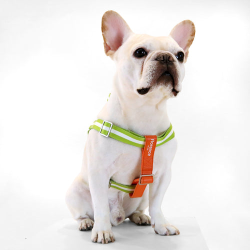 florence by mills Appleskin Leather Dog Harness 蘋果皮革寵物胸背帶