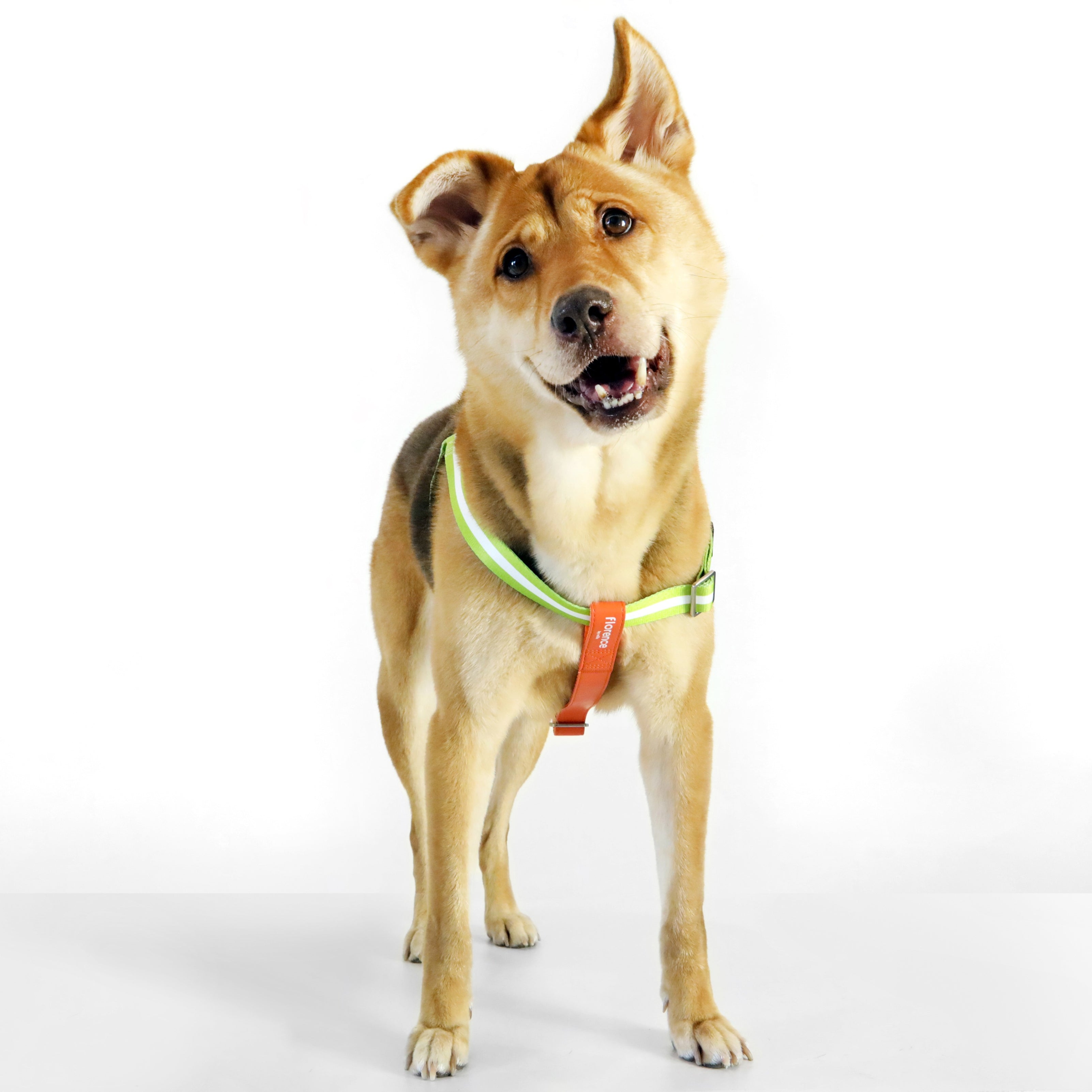 florence by mills Appleskin Leather Dog Harness 蘋果皮革寵物胸背帶